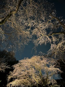 六義園に投稿された画像（2024/3/31）