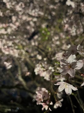 六義園に投稿された画像（2024/3/31）