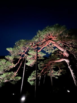 六義園に投稿された画像（2024/3/31）