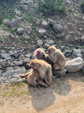 小豆島　銚子渓　自然動物園　お猿の国に投稿された画像（2024/3/31）