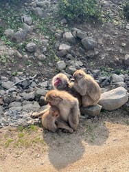 小豆島　銚子渓　自然動物園　お猿の国に投稿された画像（2024/3/31）