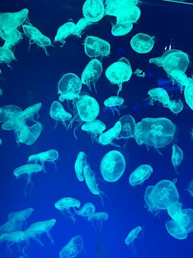 名古屋港水族館に投稿された画像（2024/3/31）