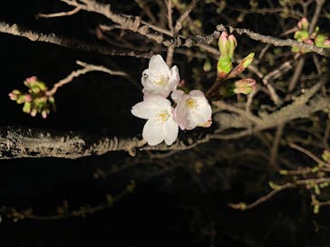 六義園に投稿された画像（2024/3/31）