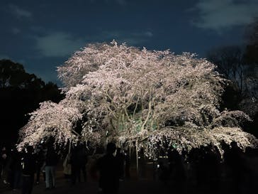 六義園に投稿された画像（2024/3/31）