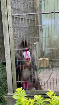 沖縄こどもの国に投稿された画像（2024/3/31）