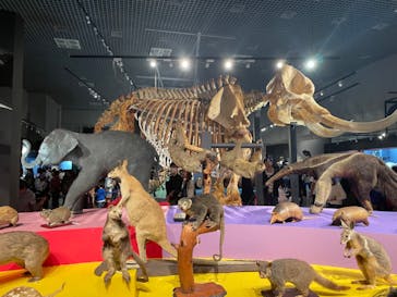 特別展「大哺乳類展３－わけてつなげて大行進」に投稿された画像（2024/3/31）