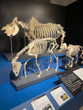 特別展「大哺乳類展３－わけてつなげて大行進」に投稿された画像（2024/3/31）
