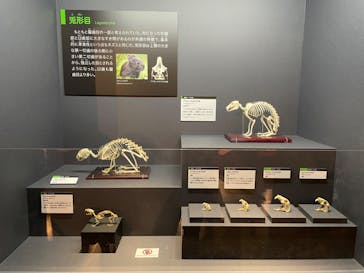 特別展「大哺乳類展３－わけてつなげて大行進」に投稿された画像（2024/3/31）