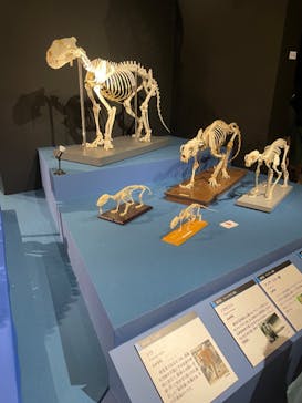 特別展「大哺乳類展３－わけてつなげて大行進」に投稿された画像（2024/3/31）