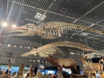 特別展「大哺乳類展３－わけてつなげて大行進」に投稿された画像（2024/3/31）