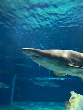 アクアワールド茨城県大洗水族館に投稿された画像（2024/3/31）