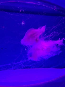 アクアワールド茨城県大洗水族館に投稿された画像（2024/3/31）