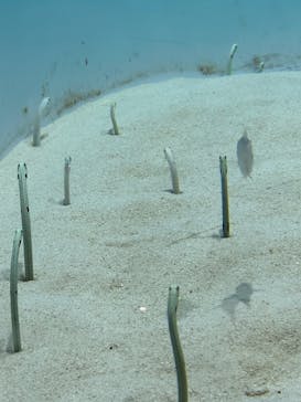 アクアワールド茨城県大洗水族館に投稿された画像（2024/3/31）