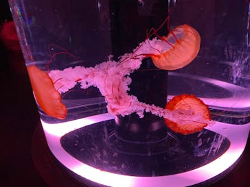 マクセル アクアパーク品川に投稿された画像（2024/3/31）