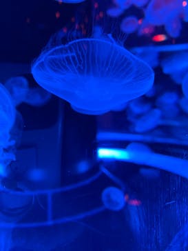 マクセル アクアパーク品川に投稿された画像（2024/3/31）