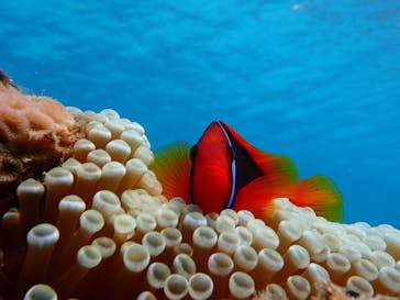 石垣島 ADVENTURE PiPi（イシガキジマアドベンチャーピピ）に投稿された画像（2024/3/31）