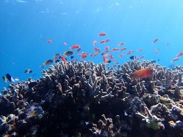 石垣島 ADVENTURE PiPi（イシガキジマアドベンチャーピピ）に投稿された画像（2024/3/31）