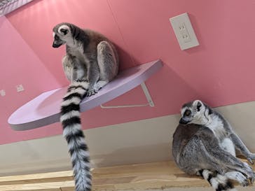 アニタッチアクアシティお台場に投稿された画像（2024/3/31）