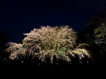 六義園に投稿された画像（2024/3/31）