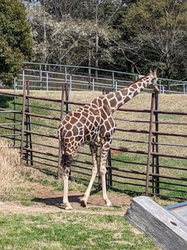 千葉市動物公園に投稿された画像（2024/3/31）
