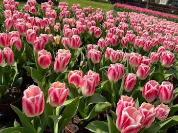 浜名湖花博2024に投稿された画像（2024/3/31）