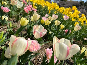 浜名湖花博2024に投稿された画像（2024/3/31）