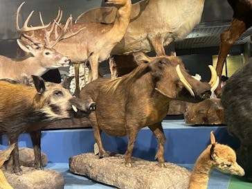 特別展「大哺乳類展３－わけてつなげて大行進」に投稿された画像（2024/3/31）