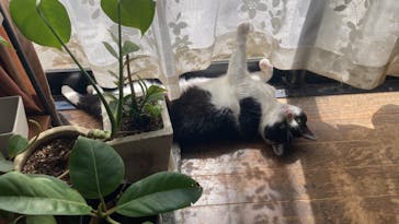 特別展「古代メキシコ ーマヤ、アステカ、テオティワカン」に投稿された画像（2024/3/31）