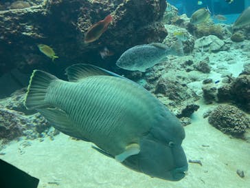 沖縄美ら海水族館に投稿された画像（2024/3/31）