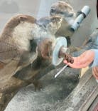 横浜・八景島シーパラダイスに投稿された画像（2024/3/31）