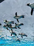 サンシャイン水族館に投稿された画像（2024/3/31）