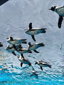 サンシャイン水族館に投稿された画像（2024/3/31）