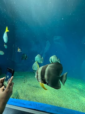 マクセル アクアパーク品川に投稿された画像（2024/3/31）