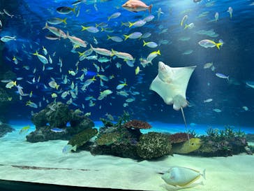 サンシャイン水族館に投稿された画像（2024/3/31）