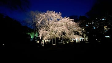 六義園に投稿された画像（2024/3/31）