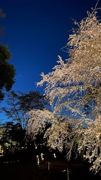 六義園に投稿された画像（2024/3/31）