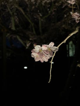 六義園に投稿された画像（2024/3/31）