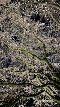 六義園に投稿された画像（2024/3/31）