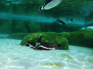 天王寺動物園に投稿された画像（2024/3/31）