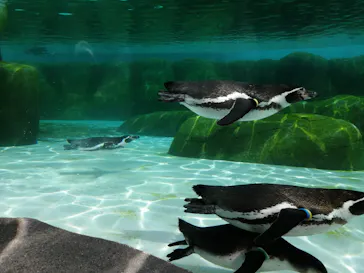 天王寺動物園に投稿された画像（2024/3/31）