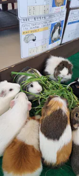 天王寺動物園に投稿された画像（2024/3/31）