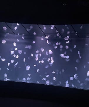 サンシャイン水族館に投稿された画像（2024/3/31）