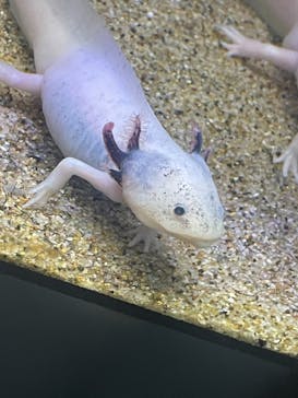 サンシャイン水族館に投稿された画像（2024/3/31）