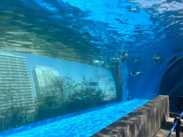 サンシャイン水族館に投稿された画像（2024/3/31）