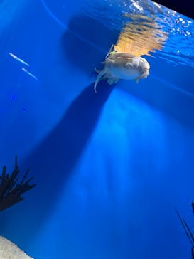 サンシャイン水族館に投稿された画像（2024/3/31）