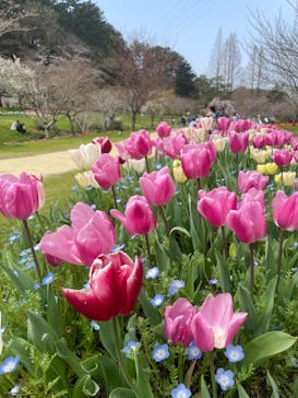 浜名湖花博2024に投稿された画像（2024/3/31）