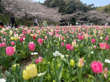 浜名湖花博2024に投稿された画像（2024/3/31）