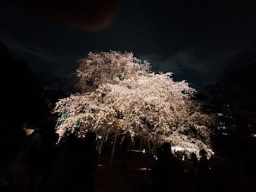 六義園に投稿された画像（2024/3/31）