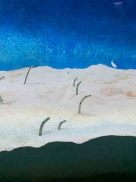 大分マリーンパレス水族館 「うみたまご」に投稿された画像（2024/3/31）