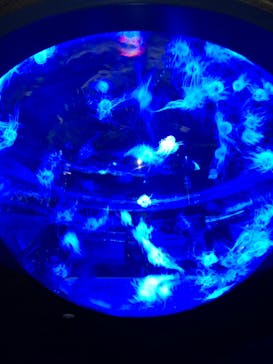 サンシャイン水族館に投稿された画像（2024/3/31）